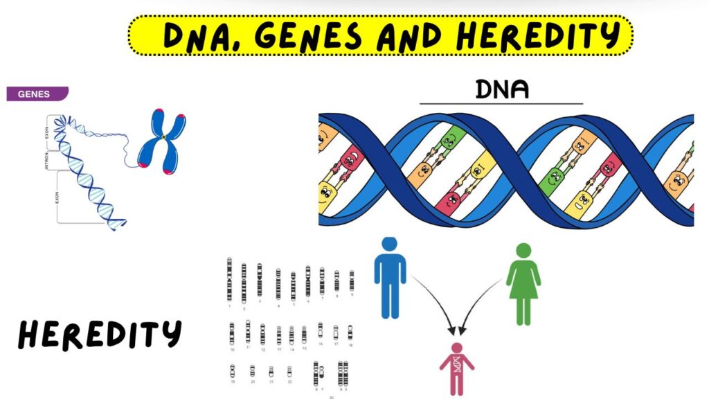 DNA, Genes and Heredity