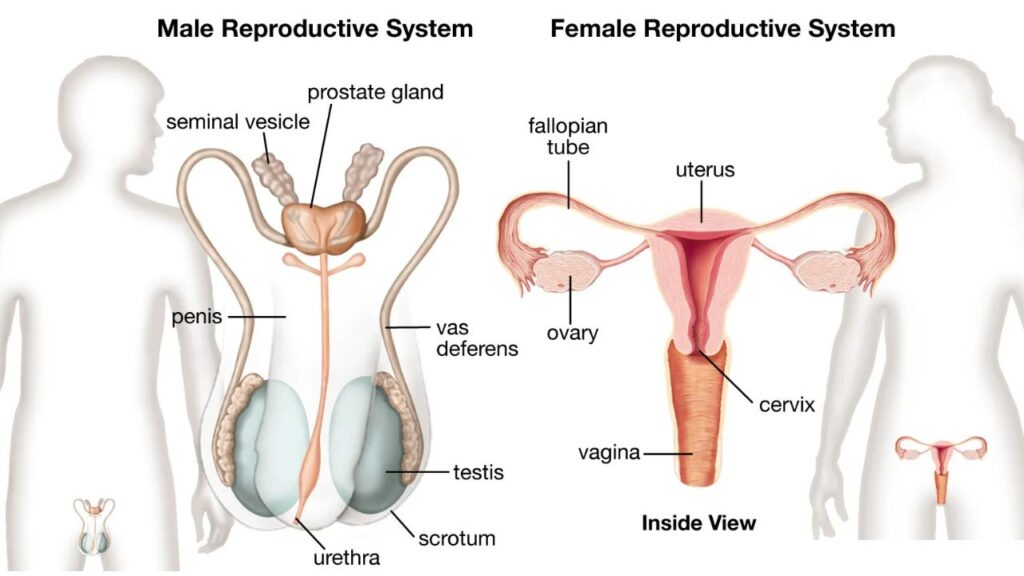 Human Reproductive System