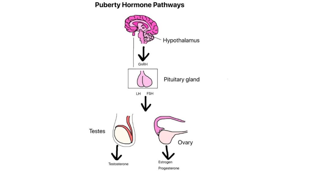 Puberty and Hormones)