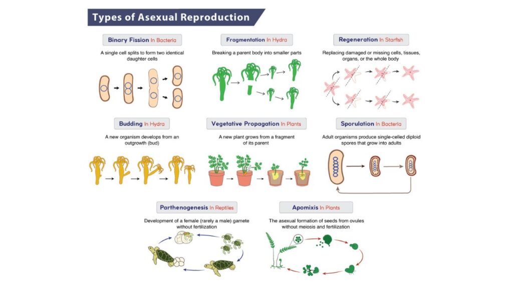 Types of Asexual Reproduction