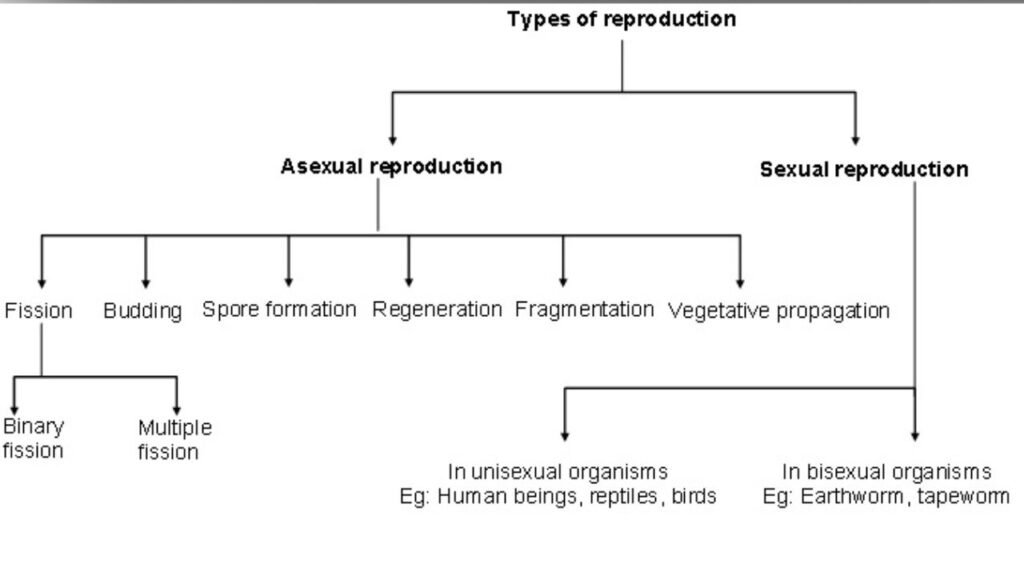 प्रजनन के प्रकार (Types of Reproduction)