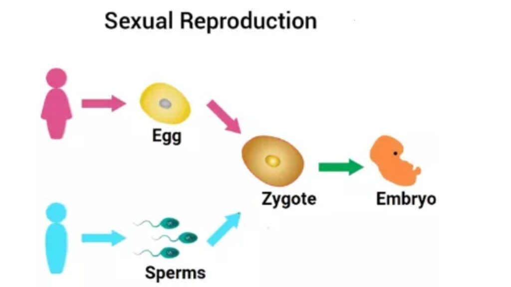 लैंगिक प्रजनन (Sexual Reproduction):